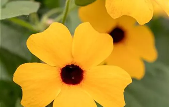 Schwarzäugige Susanne 'Classic Orange' Schwarzäugige Susanne 'Classic Orange'