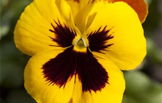 Viola wittrockiana, gelb-schwarz Viola wittrockiana, gelb-schwarz