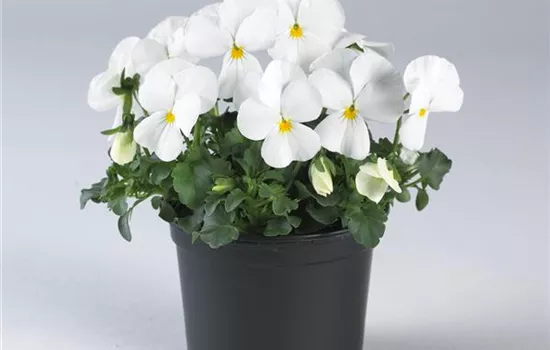 Viola cornuta, weiß