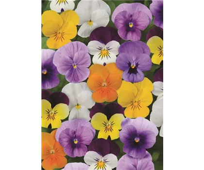 Hornveilchen-Mix Viola cornuta – nur Abholung