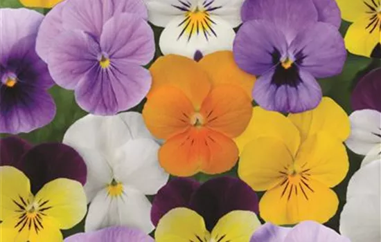 Viola cornuta - 12er Mix Viola cornuta - 12er Mix