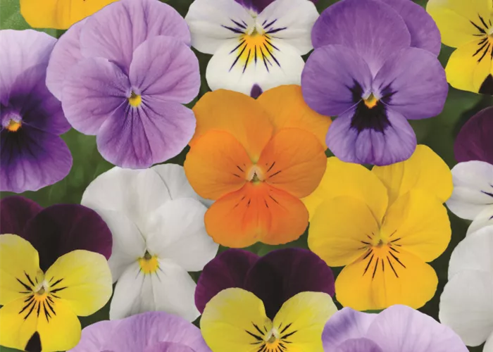 Hornveilchen-Mix Viola cornuta – nur Abholung