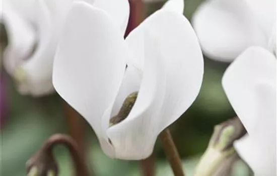 Cyclame persicum - weiß Cyclame persicum - weiß