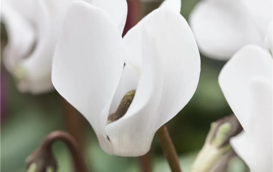 Cyclame persicum - weiß