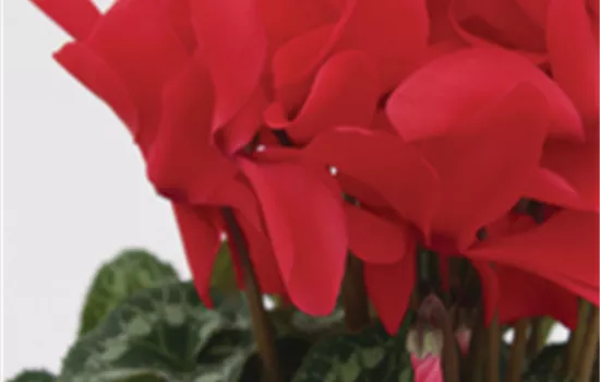 Cyclame persicum - rot Cyclame persicum - rot