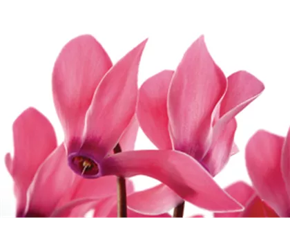 Alpenveilchen rosa im Topf