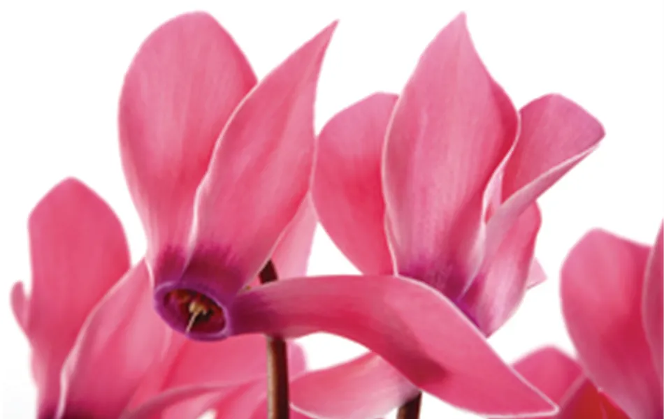 Cyclame persicum - rosa