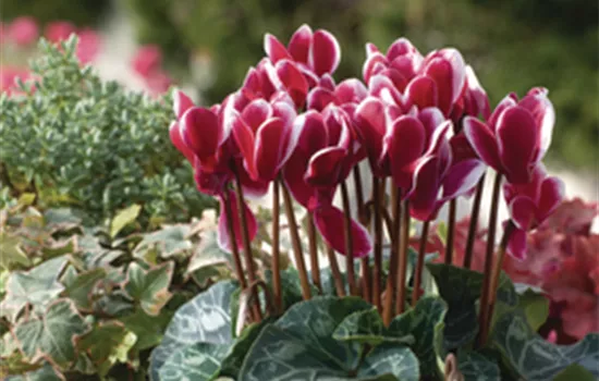 Cyclame persicum - weiß-erikarot geflammt Cyclame persicum - weiß-erikarot geflammt