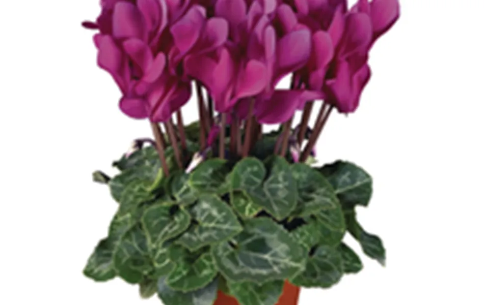 Cyclame persicum - lila
