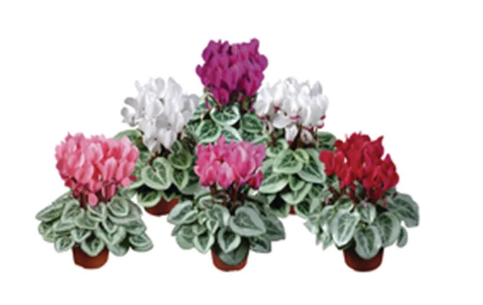 Cyclame persicum - Mini