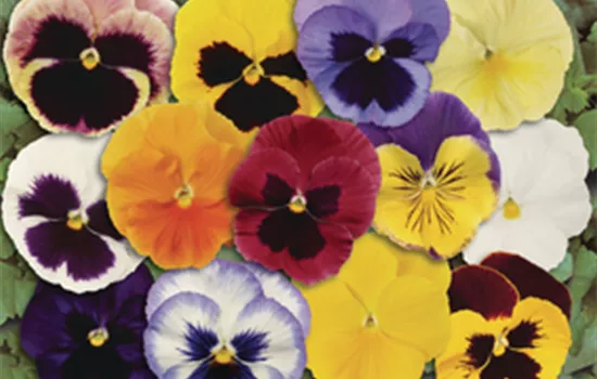 Viola wittrockiana - 12er Mix Viola wittrockiana - 12er Mix