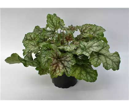 Heuchera "Dales Strain"