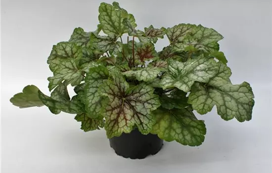 Heuchera "Dales Strain" Heuchera "Dales Strain"
