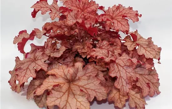Heuchera "Carnival Peach"