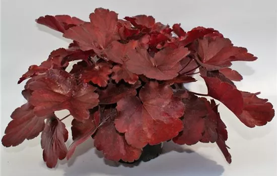 Heuchera "Royal Ruby" Heuchera "Royal Ruby"