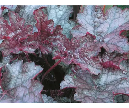 Heuchera "Amethyst Myst" Heuchera "Amethyst Myst"