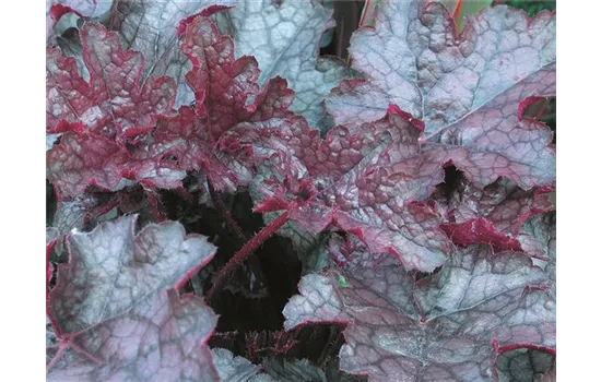 Heuchera "Amethyst Myst" Heuchera "Amethyst Myst"