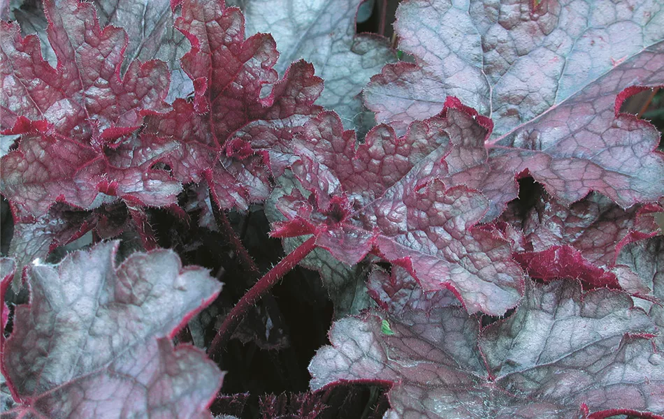 Heuchera "Amethyst Myst" Heuchera "Amethyst Myst"