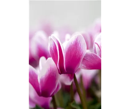 Alpenveilchen weiß-rosa geflammt im Topf