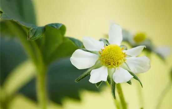 Erdbeeren 'Elan' Erdbeeren 'Elan'