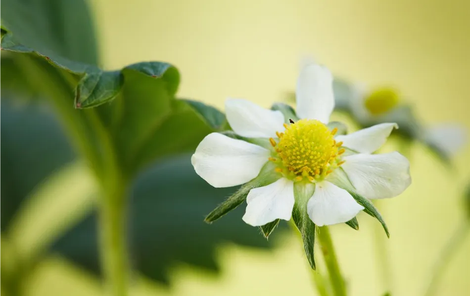 Erdbeeren 'Elan'