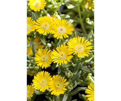 Mittagsblume Wheels of Wonder® 'Golden Wonder' Mittagsblume Wheels of Wonder® 'Golden Wonder'