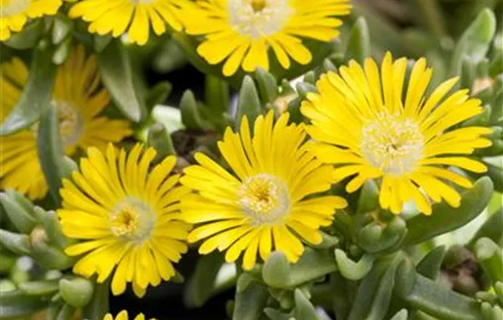 Mittagsblume Wheels of Wonder® 'Golden Wonder' Mittagsblume Wheels of Wonder® 'Golden Wonder'