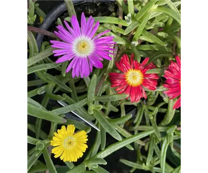 Mittagsblume Wheels of Wonder® 'Trio Wonder'