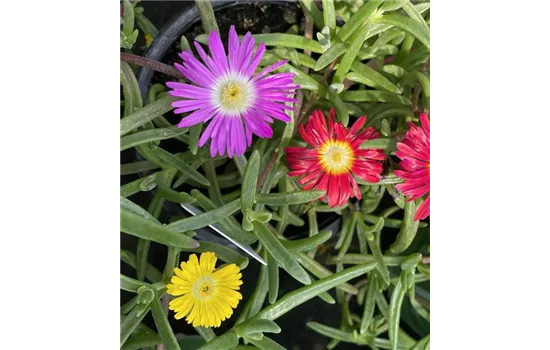Mittagsblume Wheels of Wonder® 'Trio Wonder' Mittagsblume Wheels of Wonder® 'Trio Wonder'