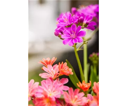 Lewisia cotyledon, lila