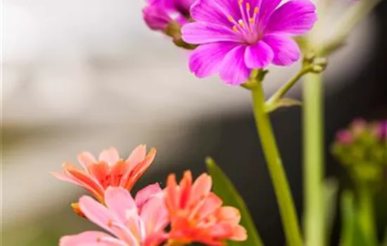 Lewisia cotyledon, lila