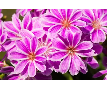 Lewisia cotyledon, pink Lewisia cotyledon, pink