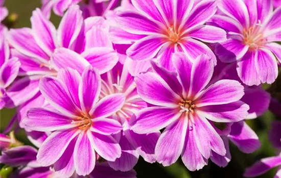 Lewisia cotyledon, pink Lewisia cotyledon, pink