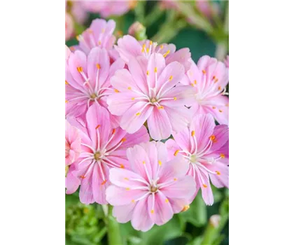 Lewisia cotyledon, rosa Lewisia cotyledon, rosa