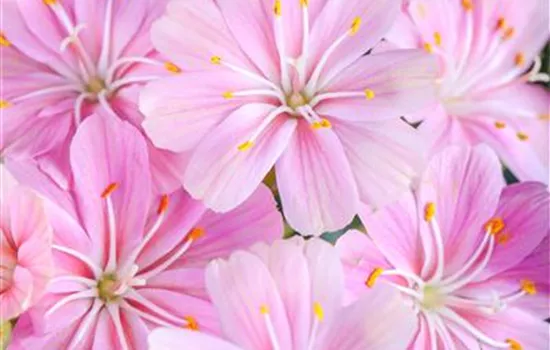 Lewisia cotyledon, rosa Lewisia cotyledon, rosa