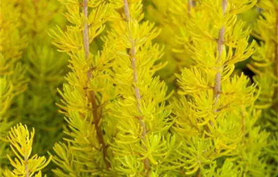 Erika arborea, Baumheid Erika arborea, Baumheid