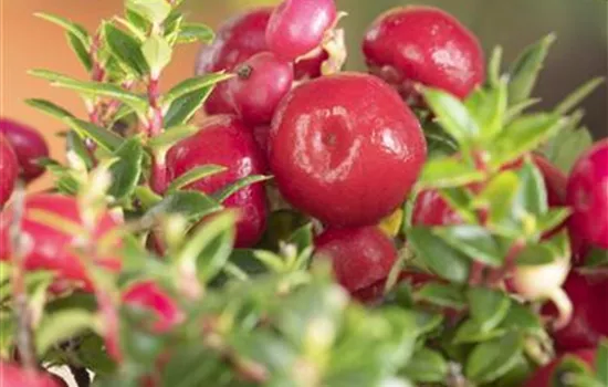 Pernettya mucronata - Torfmyrte, rot