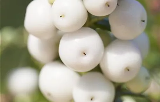 Pernettya mucronata - Torfmyrte, weiß