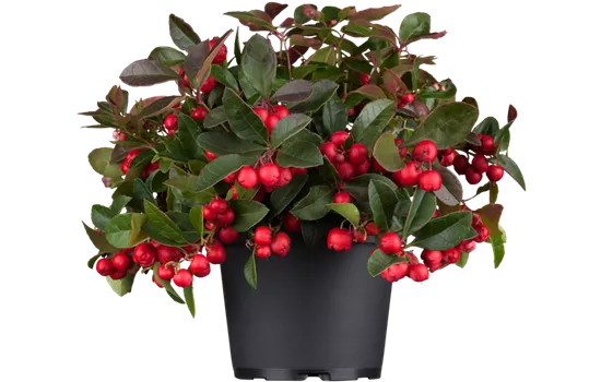 Scheinbeere 'Winter Pearls' im Topf