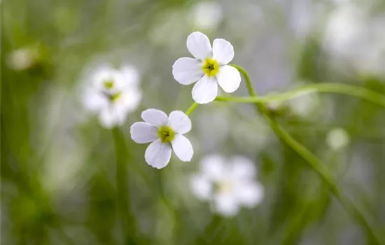 Androsace septentrional 'Star Dust' - Nordisches Mannsschild Androsace septentrional 'Star Dust' - Nordisches Mannsschild