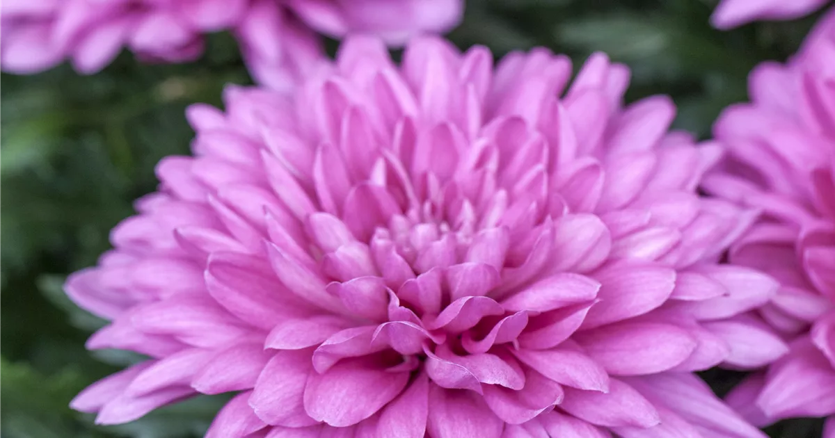 Deko-Chrysantheme als Schnittblume