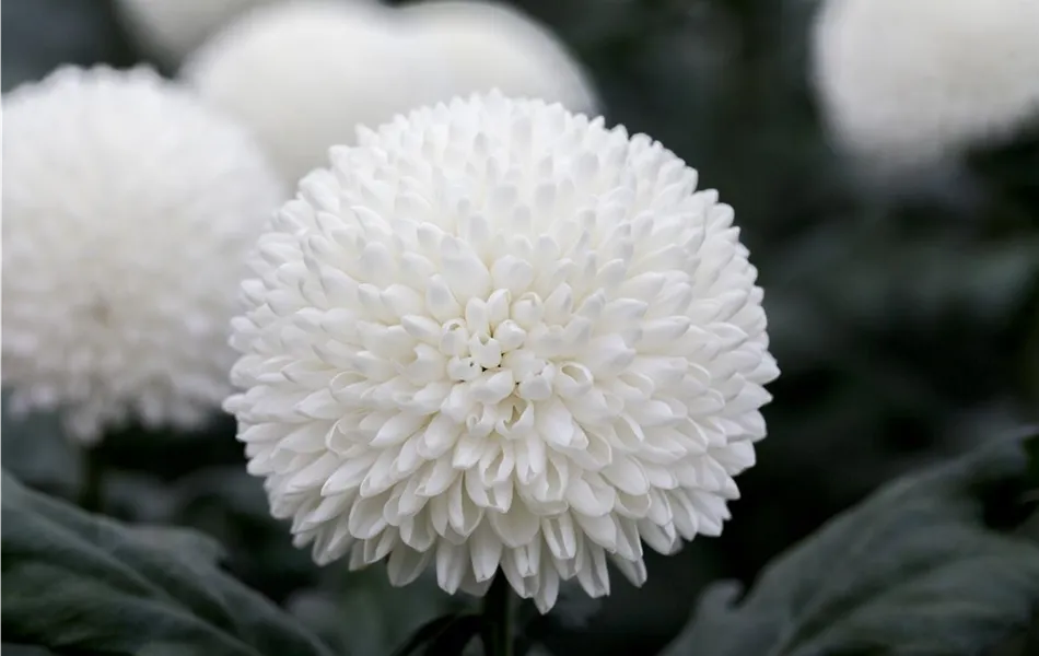 Chrysantheme 'Boris Becker' als Schnittblume