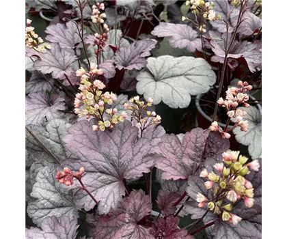 Heuchera 'Shanghai'