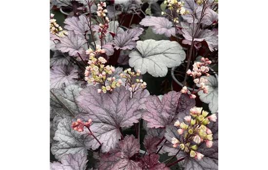 Heuchera 'Shanghai' Heuchera 'Shanghai'