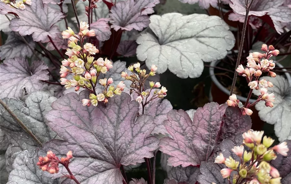 Heuchera 'Shanghai'
