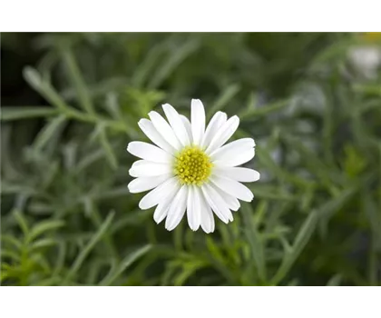Brachyscome, weiße Blüte