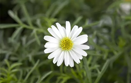 Brachyscome, weiße Blüte