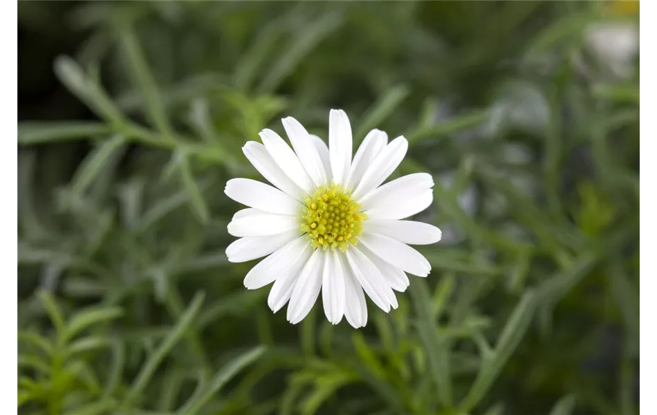 Brachyscome, weiße Blüte