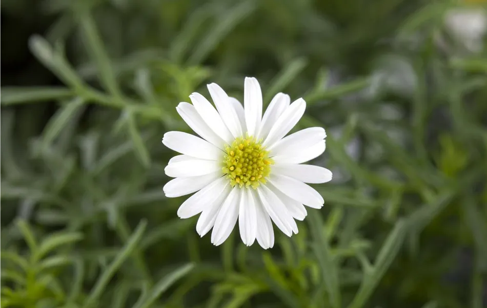 Brachyscome, weiße Blüte