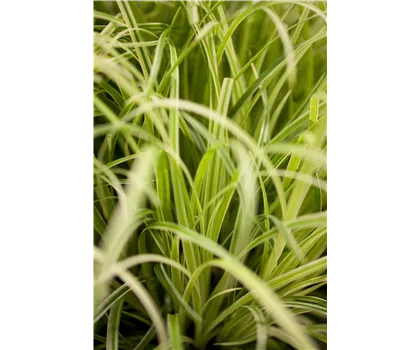 Carex Evergold Carex Evergold